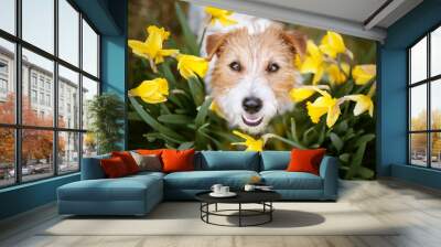 Happy cute pet dog puppy smiling, looking in daffodil flowers. Spring, summer or mothers day background. Wall mural