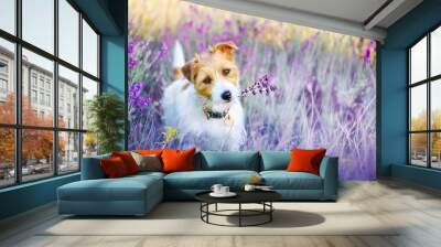 Happy walking cute pet dog puppy listening ears in a purple lilac lavender flower herb field in summer Wall mural