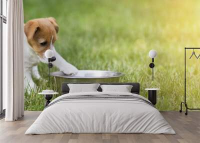 Hungry dog puppy waiting for his food - web banner with copy space Wall mural