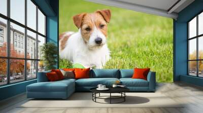 Lazy resting happy pet dog puppy laying in the grass, web banner, summer background with copy space Wall mural