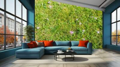 Mountain meadow with snowdrop flowers Wall mural