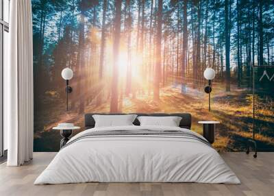 Forest concepts. Wall mural