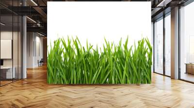 Green grass isolated on white background. Wall mural