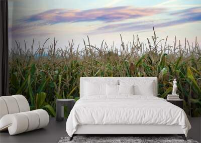 Under a sky with sunset colors, growing green corn field, organic food, for humans and animals. Wall mural