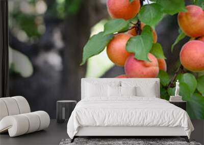 apricots on large apricot tree Wall mural