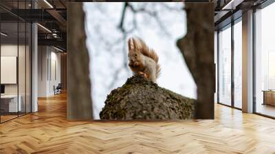 A squirrel on a tree between branches sits and eats a nut Wall mural