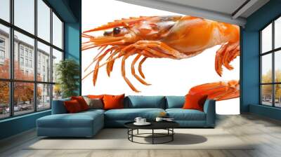 Fresh, vibrant shrimp isolated on a white background, highlighting intricate details and colors of its shell, ideal for seafood imagery. Wall mural