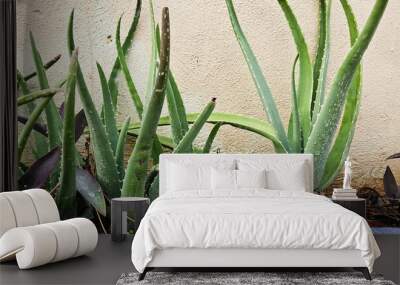 Aloe vera plants growing in the wild.  Wall mural