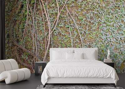 Green vine is growing on a wall, used as background. Wall mural