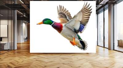 arafed duck flying in the air with its wings spread Wall mural