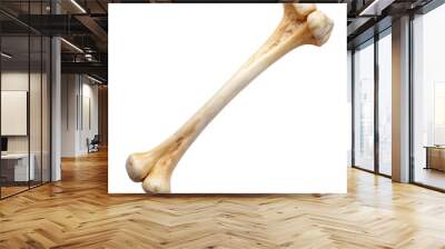 femur bone on transparent background Wall mural