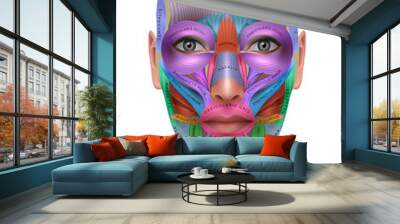 Muscles of the face, colorful anatomy info poster Wall mural