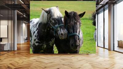 portrait of a two horses Wall mural