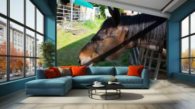 portrait of horse Wall mural