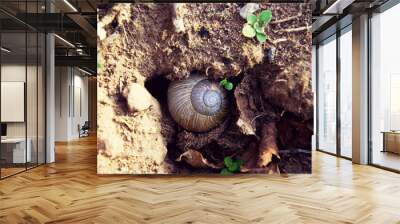 snail on leaf Wall mural