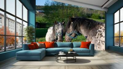 two horses on a meadow Wall mural