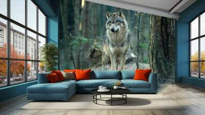 European gray wolf (Canis lupus lupus) Wall mural