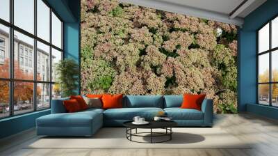 Stonecrop (sedum telephium) flower bed       Wall mural