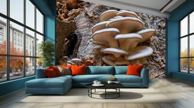 Pleurotus ostreatus, the oyster mushroom, oyster fungus, or hiratake close-up on tree Wall mural