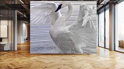 Trumpeter Swan flapping and stretching her beautiful wings Wall mural