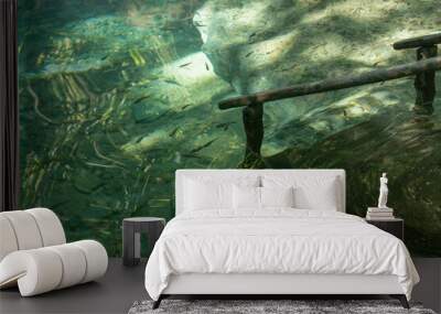 fish in the water Wall mural