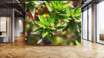 Shrub with sharp narrow leaves in the garden. Wall mural