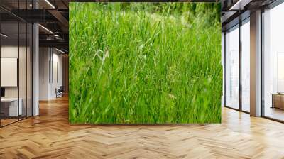 Green grass texture  Wall mural