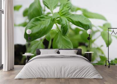 Green fresh basil leaf plant top view. Basil plant isolated on white background. Green leafs of basil plant. Closeup Wall mural