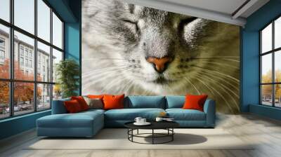 Portrait of grey cat close up. Cats face,  focus to green eye. Cat isolated in bright background Wall mural