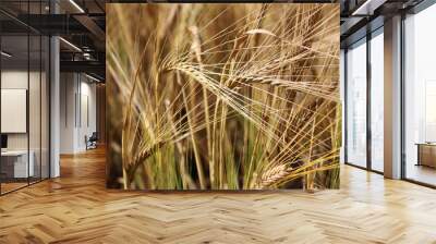 Wheat field Wall mural