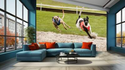 Two greyhounds during a race Wall mural