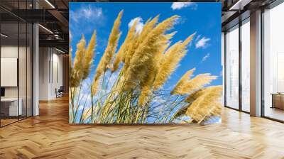 Toitoi or Toetoe: New Zealand native grass plant.  Wall mural