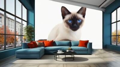 Siamese cat isolated on a white background Wall mural