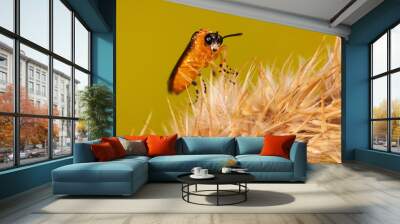 yellow fly on flower Wall mural