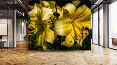 yellow lily flower Wall mural