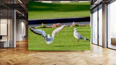 2 Seagulls on grass - one with wings open Wall mural