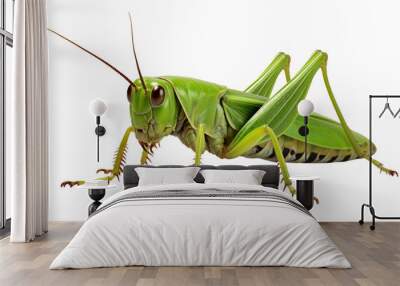 Grasshopper Isolated on Transparent Background
 Wall mural