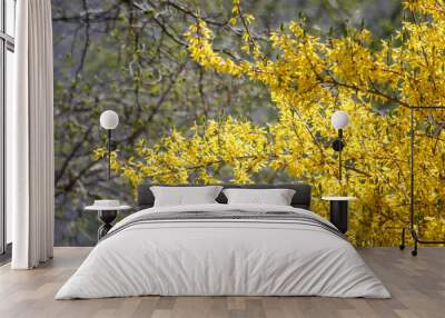 yellow flowers on a branch Wall mural