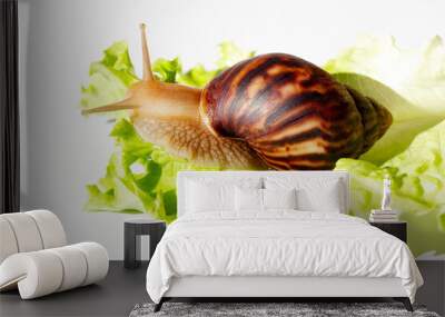 Giant tropical brown snail Achatina eating green lettuce over white background. Baby Snail akhatina with a shell macro photography. Close-up of a mollusk. Wall mural