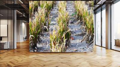 Sprouts on the field close-up. Fresh green spring grass closeup. Lawn grass sprouting, sowing crops and grains Wall mural