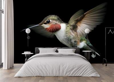 Ruby-throated Hummingbird in Flight Against a Black Background Wall mural