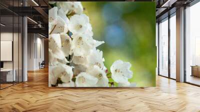 Abstract background of blooming rhododendron of white color. Wall mural