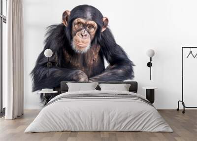 chimpanzee isolated on white Wall mural