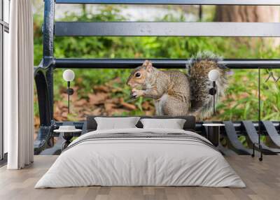 Squirrel in Central Park, New York City, USA. Wall mural