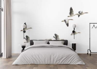 Wild Goose, Greylag Goose. The geese are migrating. Flying geese.. Wall mural