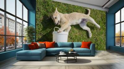 funny puppy is playing on the grass, Laika puppy lying on the grass playing with a bucket, funny dogs Wall mural