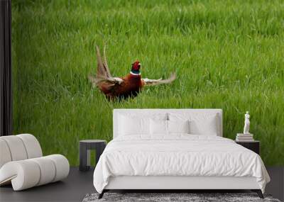 pheasant in the grass Wall mural