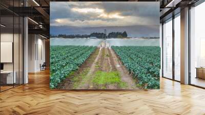 Watering Broccoli Crop Wall mural