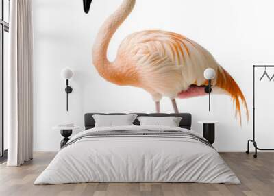 Chilean Flamingo Standing Gracefully on White Background Wall mural