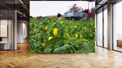 Farm Workers Harvesting Yellow Bell Pepper Wall mural